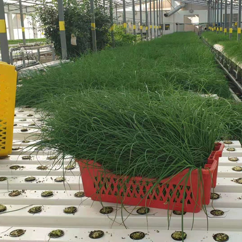 Water Culture Hydroponics Soilless Farming Techniques Hydroponics Greenhouse Kits