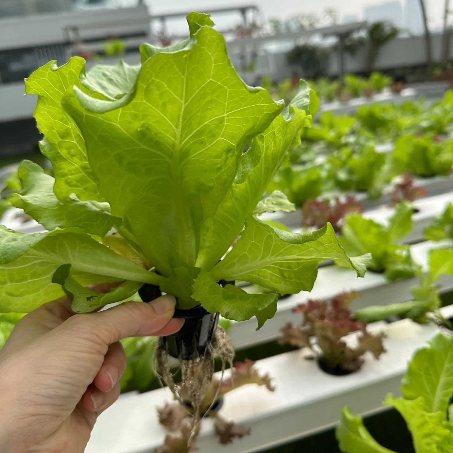 Soilless Farming Techniques Hydroponics Nft System