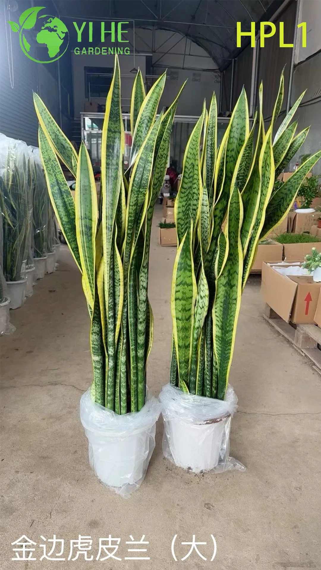 Live Laurentii Snake Plant Variegated Indoor Air Purifying Houseplant Bonsai