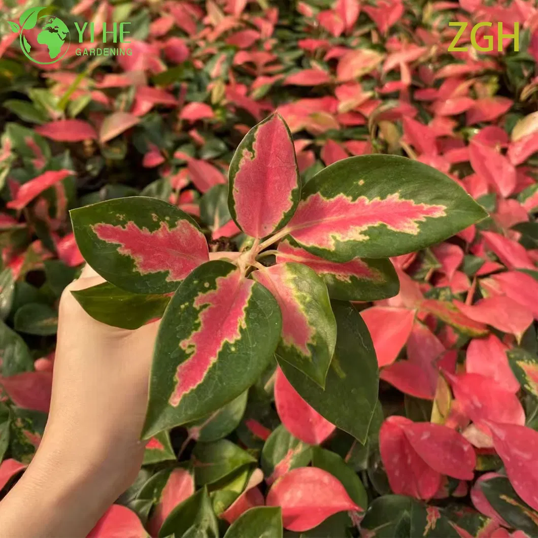 Aglaonema China Red 2