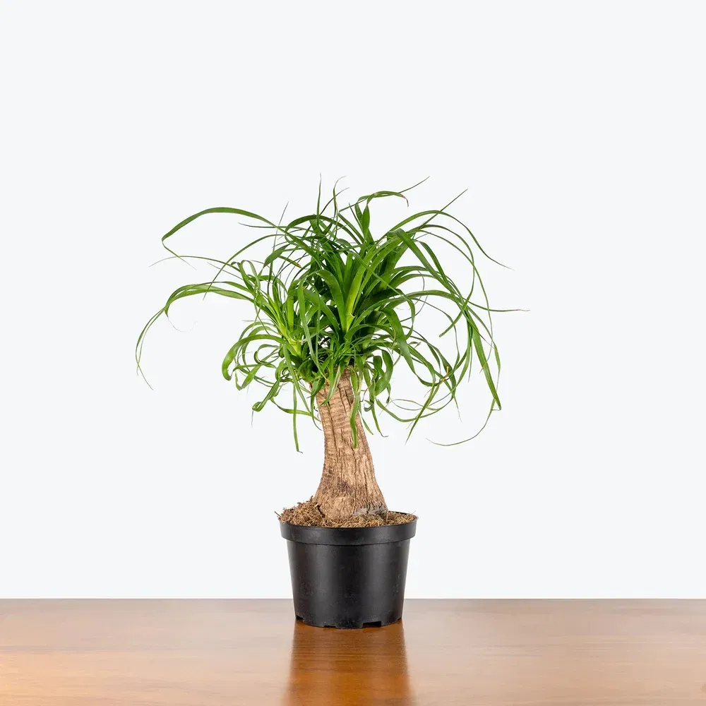 Elegant Ponytail Palm Plant for Indoor Home Decor and Air Purification