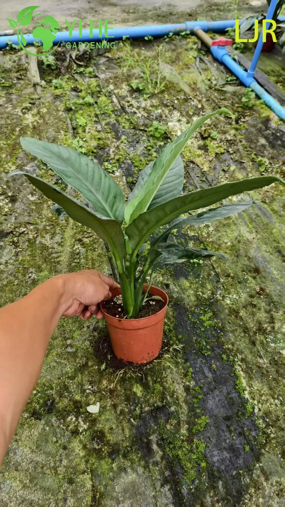 Large - Leaf Evergreen Spathiphyllum Floribundum for Indoor Air Purification Plant