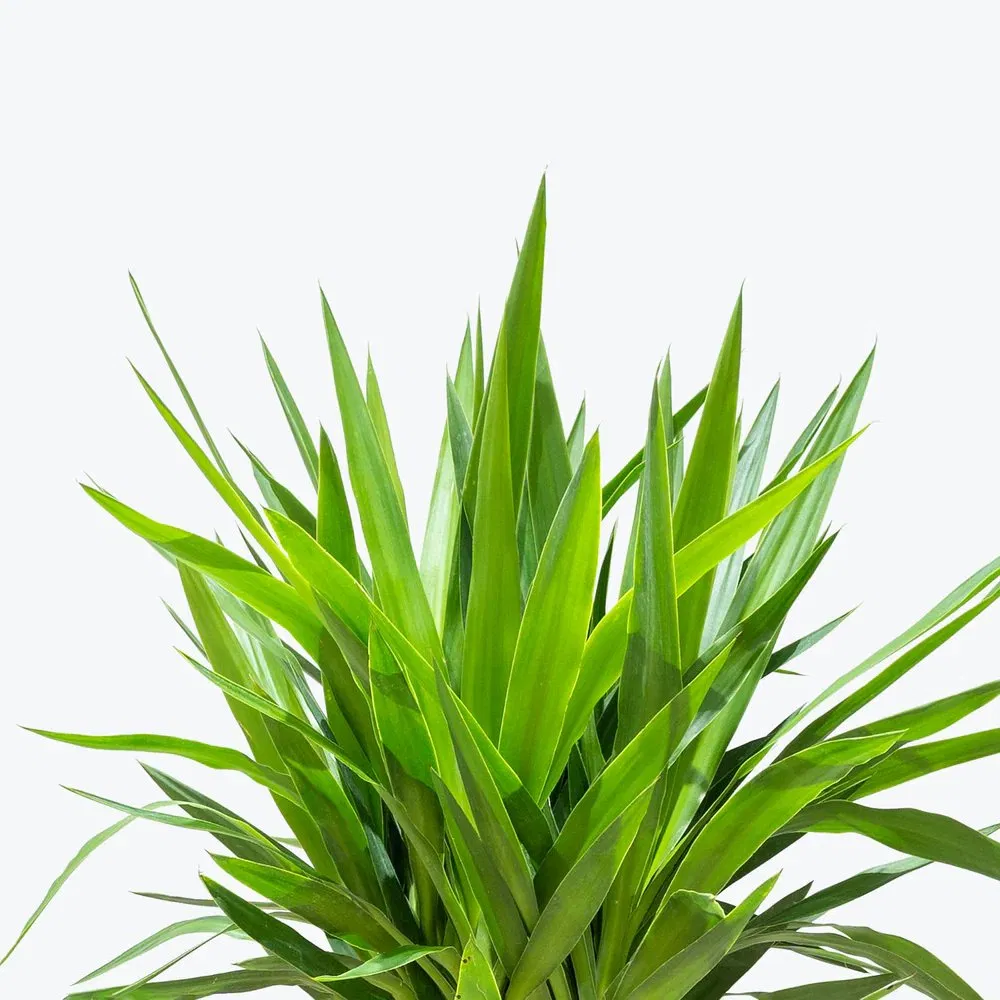 Premium Indoor Yucca Cane Plant for Home Decor and Air Purification