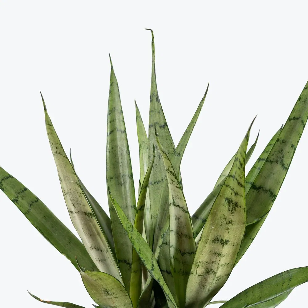 Sansevieria Javanica: Hardy Snake Plant for Air Purification