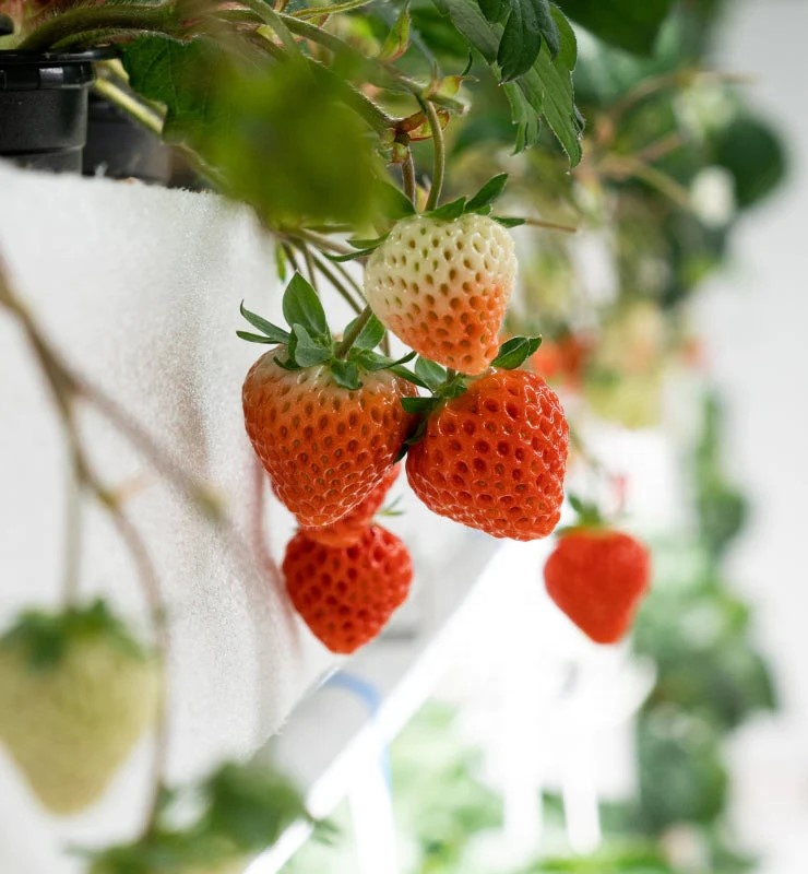 Water-Saving Vertical Strawberry Farm – 50% Less Water Usage with Drip Technology