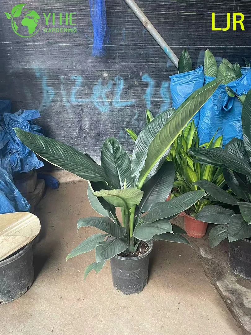 Spathiphyllum Floribundum View 5