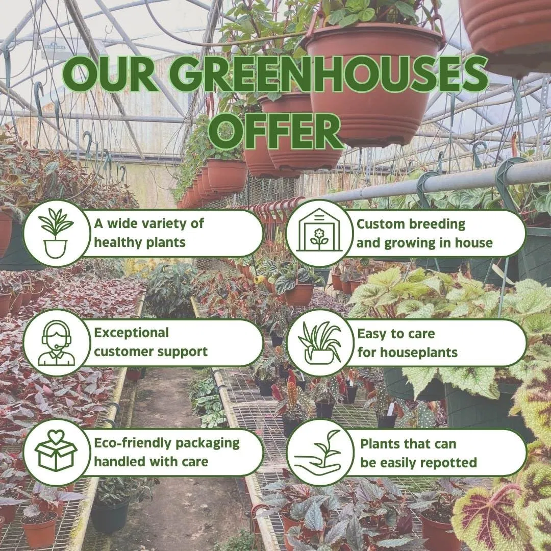 Sansevieria Javanica: Hardy Snake Plant for Air Purification