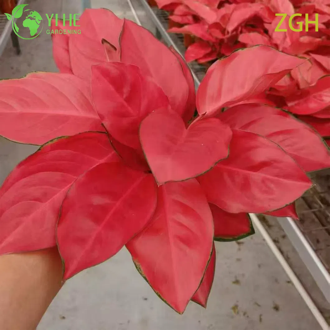 Aglaonema China Red 1