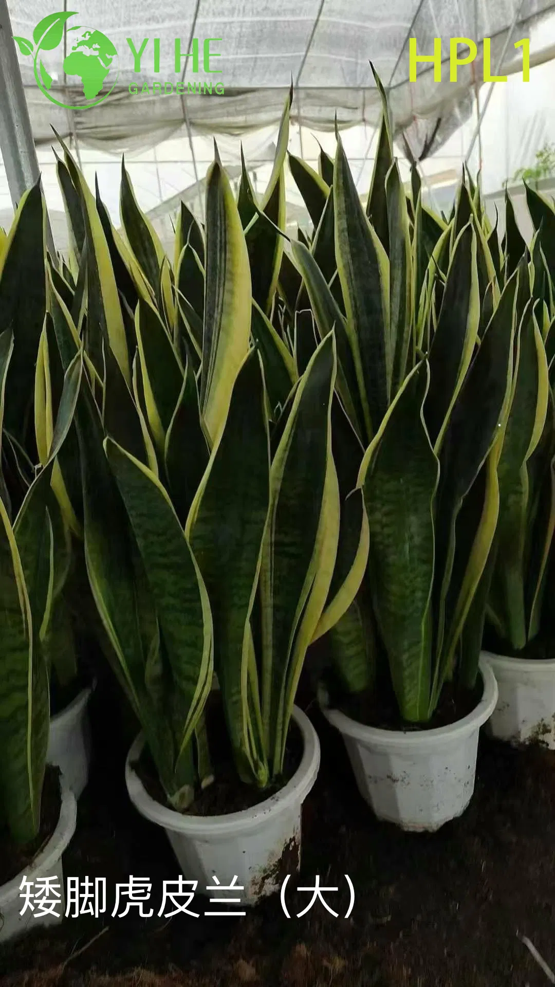 Live Laurentii Snake Plant Variegated Indoor Air Purifying Houseplant Bonsai