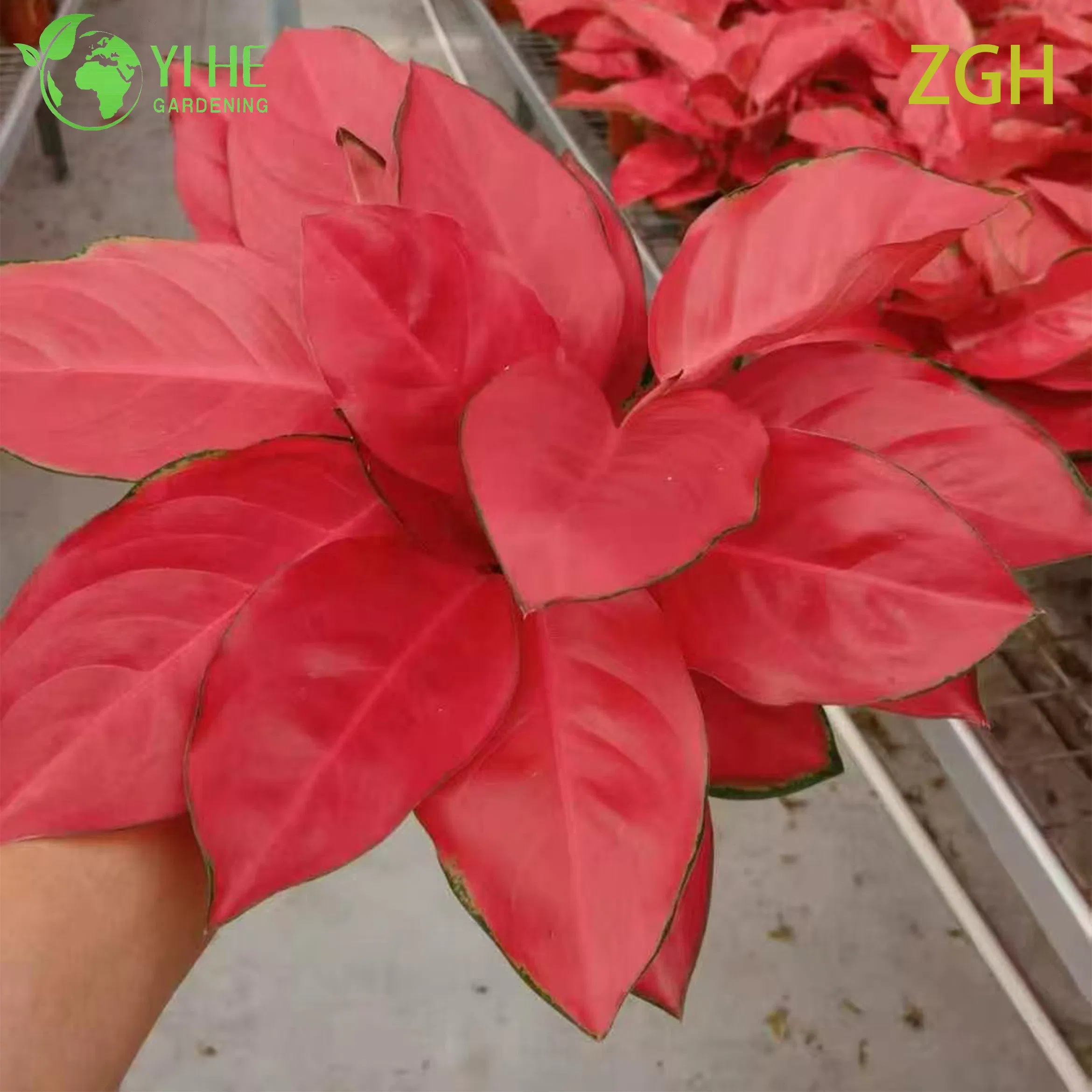 Aglaonema China Red Seedling Indoor Plant Tropical Evergreen Decorative Foliage Air Purifying