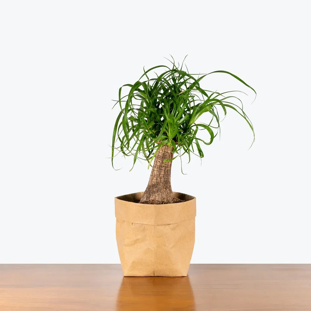 Elegant Ponytail Palm Plant for Indoor Home Decor and Air Purification