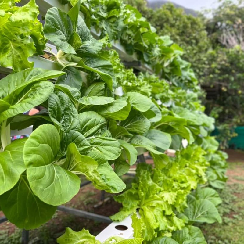 Water Culture Hydroponics Soilless Farming Techniques Hydroponics Greenhouse Kits