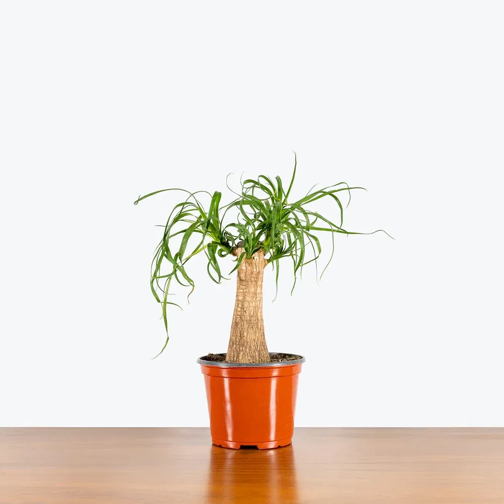 Elegant Ponytail Palm Plant for Indoor Home Decor and Air Purification