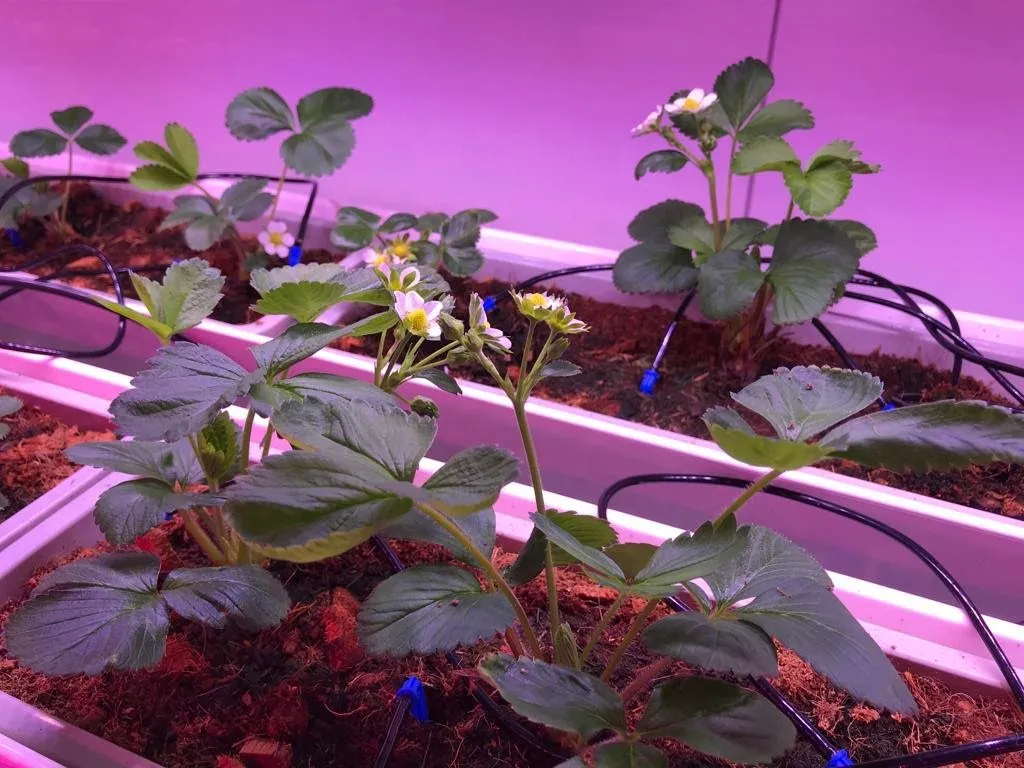Indoor Strawberry Operation