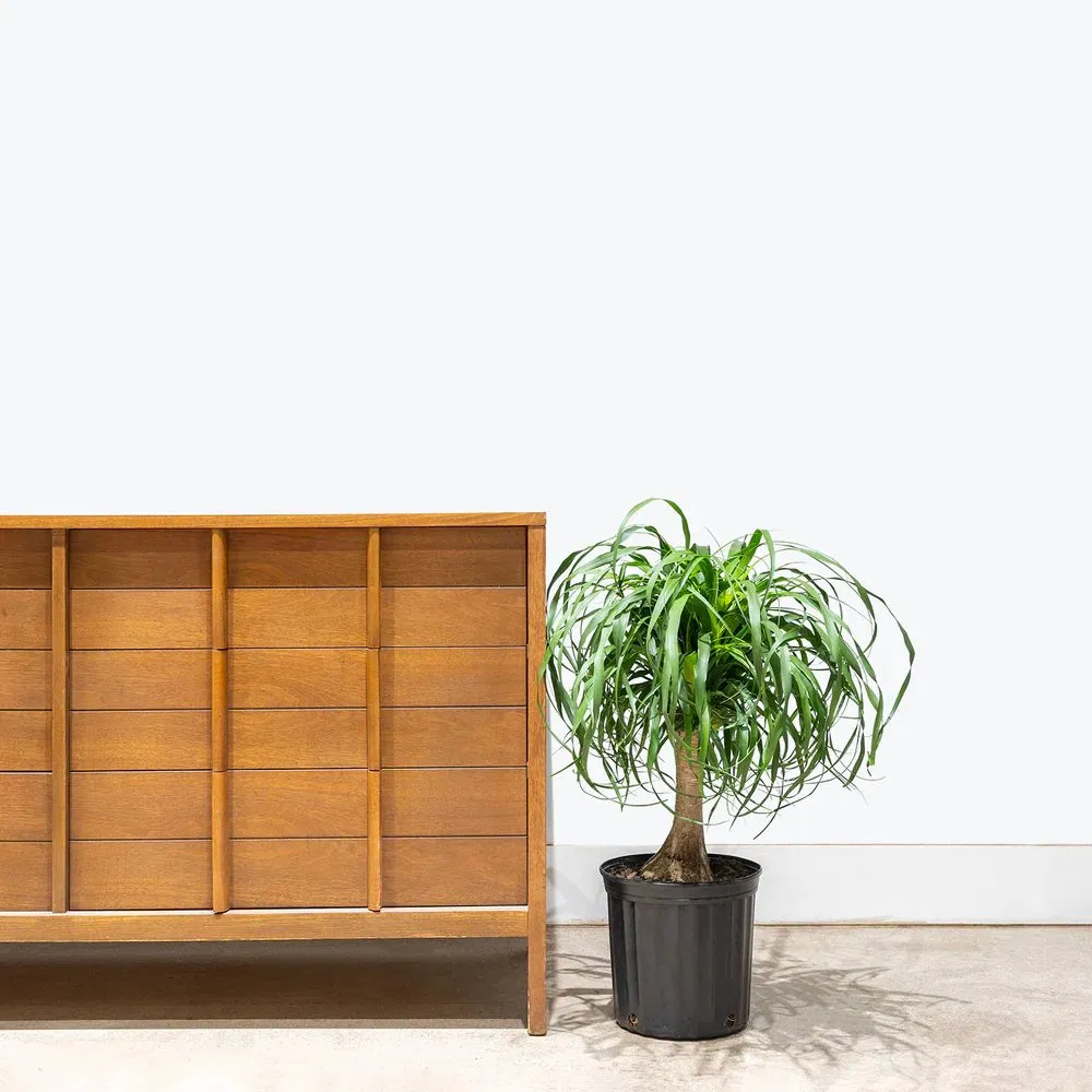 Elegant Ponytail Palm Plant for Indoor Home Decor and Air Purification