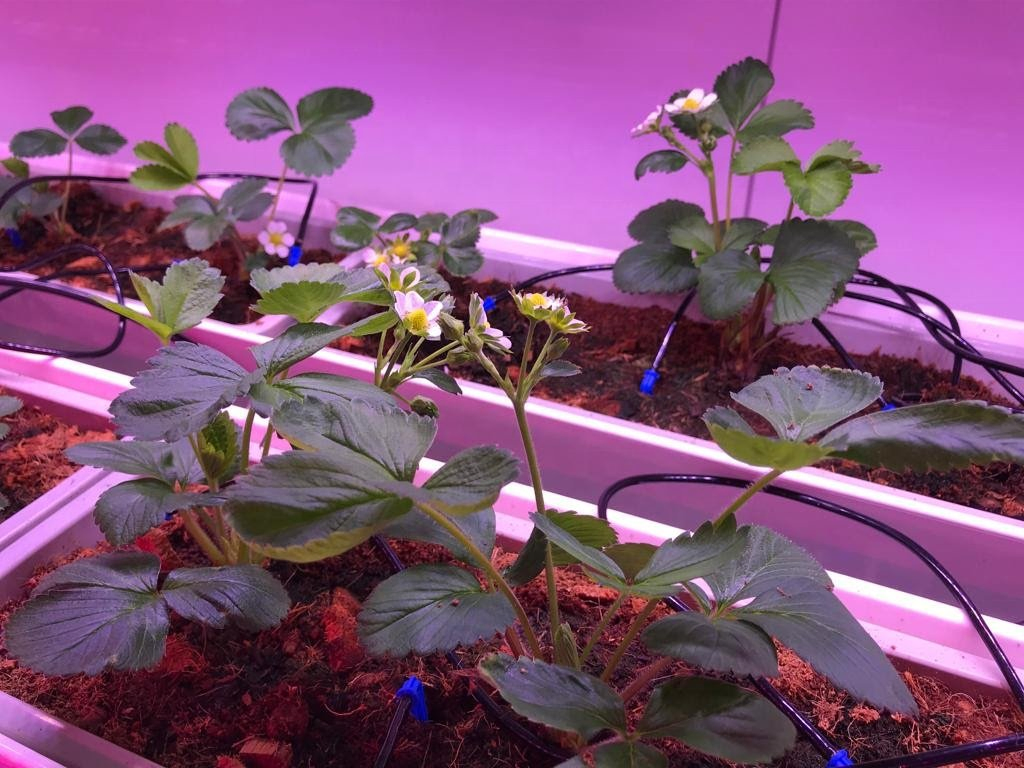 Water-Saving Vertical Strawberry Farm – 50% Less Water Usage with Drip Technology