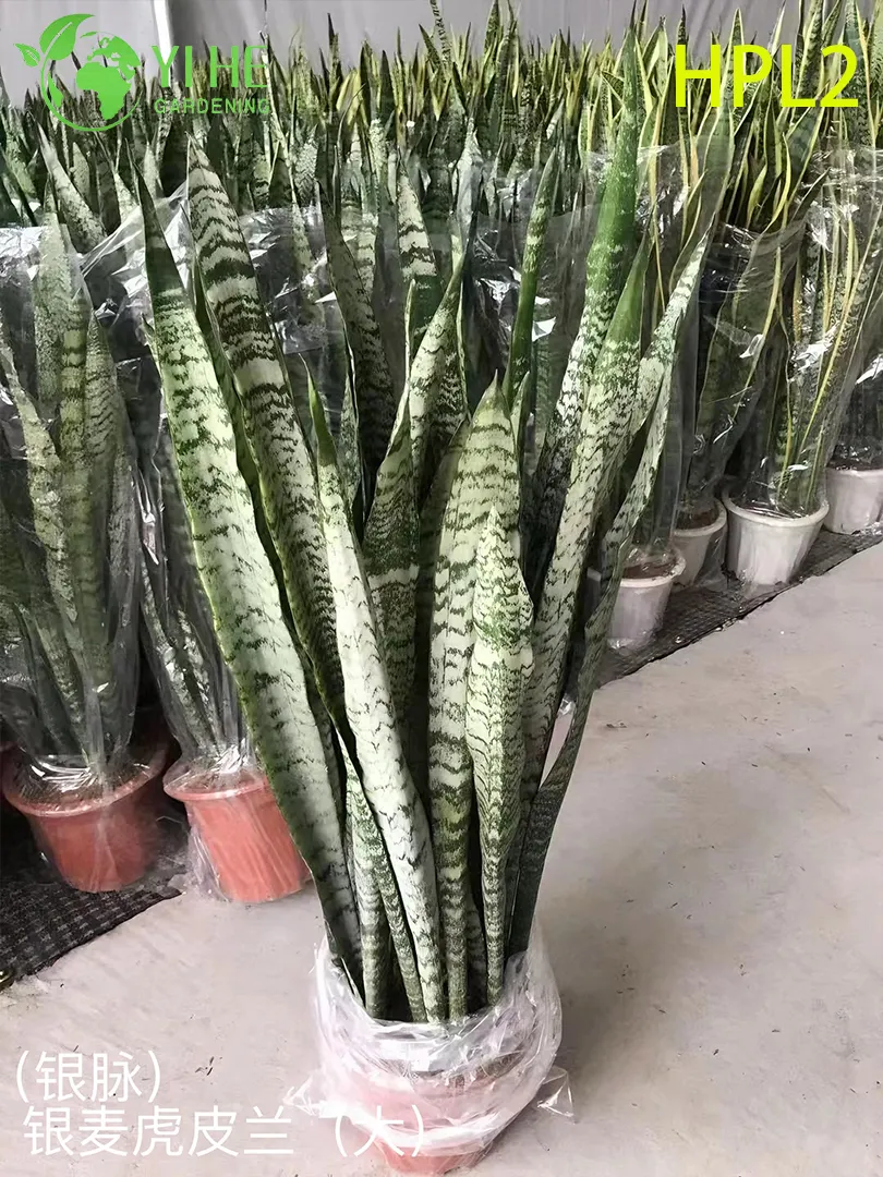 Snake Plant Display 2