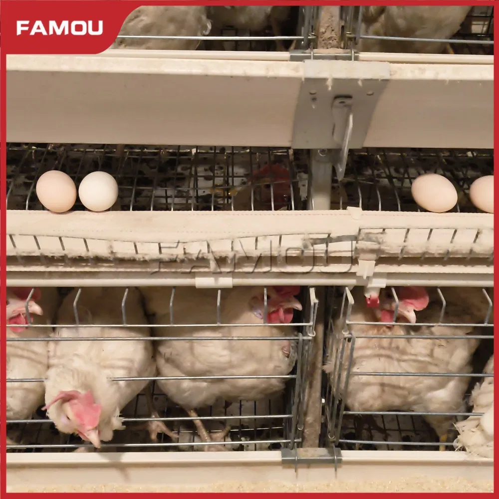Smart Layer Chicken Cage for Advanced Poultry Farming Techniques