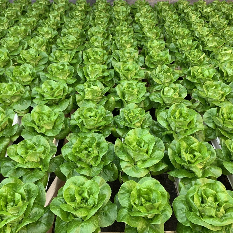 Soilless Farming Techniques 100X50 Channel Square PVC Channel