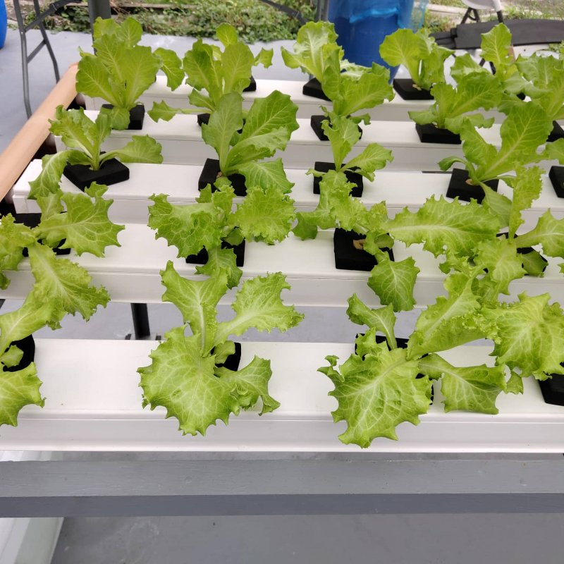 Hydroponic Growing Techniques Hydroponic Fertilizers Reservoir Grow Systems