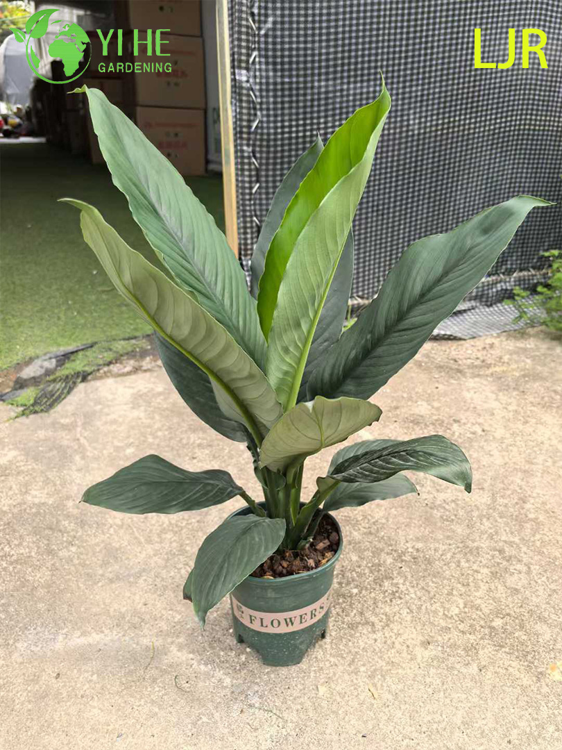Large - Leaf Evergreen Spathiphyllum Floribundum for Indoor Air Purification Plant