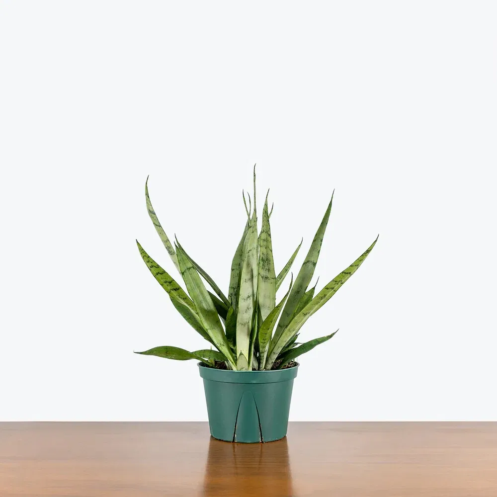 Sansevieria Javanica: Hardy Snake Plant for Air Purification