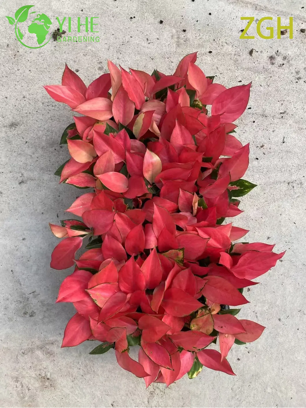 Aglaonema China Red 5