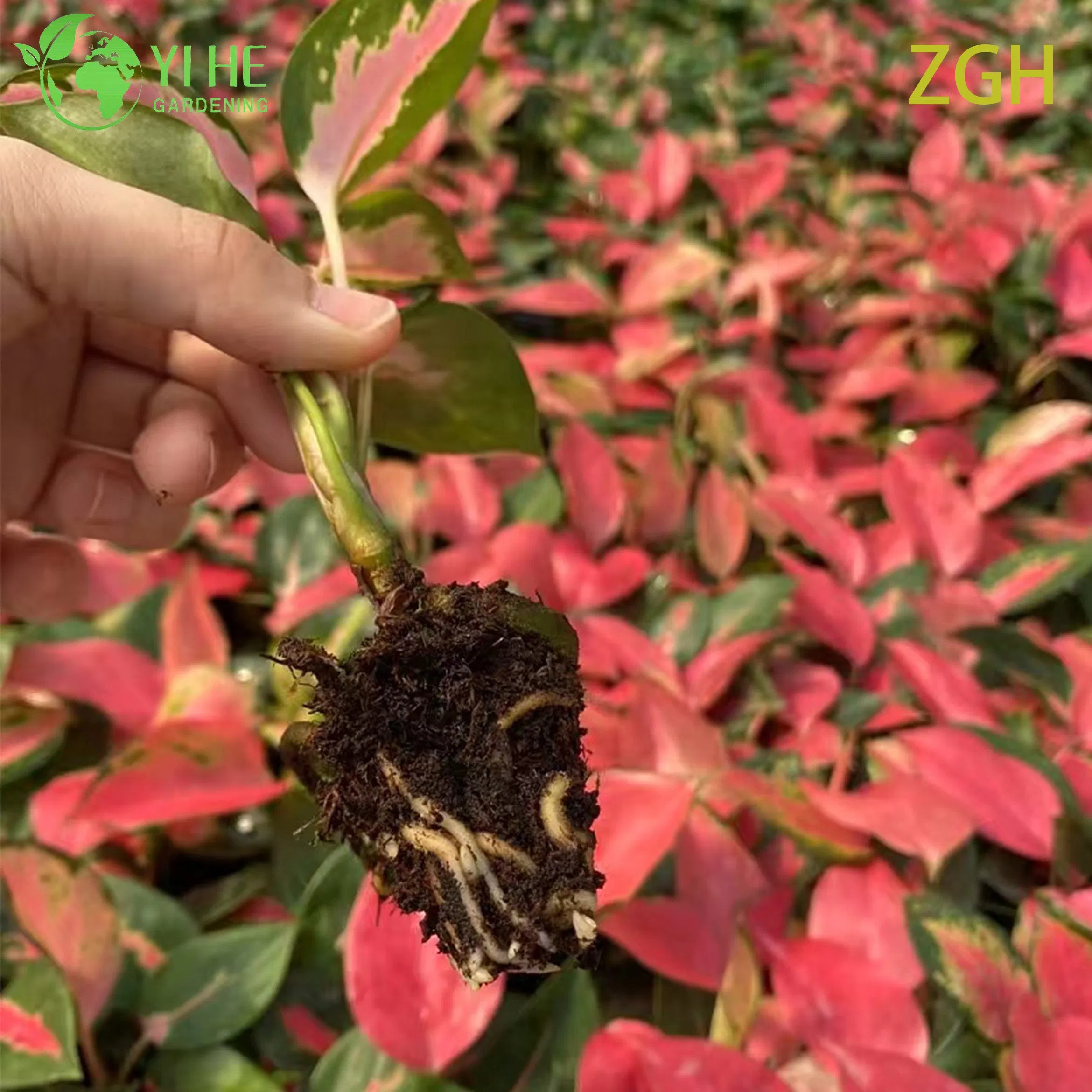Aglaonema China Red Seedling Indoor Plant Tropical Evergreen Decorative Foliage Air Purifying