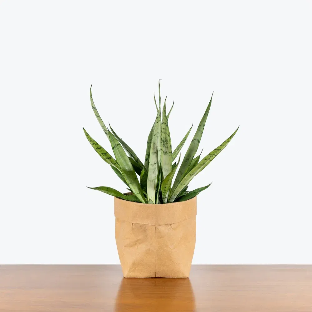 Sansevieria Javanica