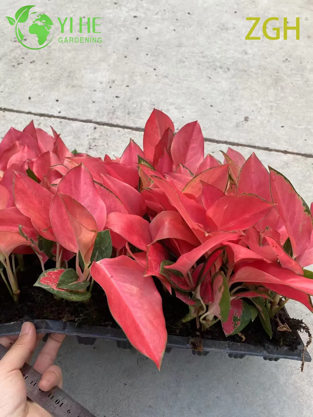 Aglaonema China Red 6