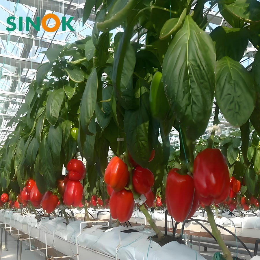 Multi-Span Agricultural/Commercial /Po/PE Film/Plastic Greenhouse Green House for Tomatoes/Cucumber/Peppers/Strawberry with Hydroponic System/Drip Irrigation