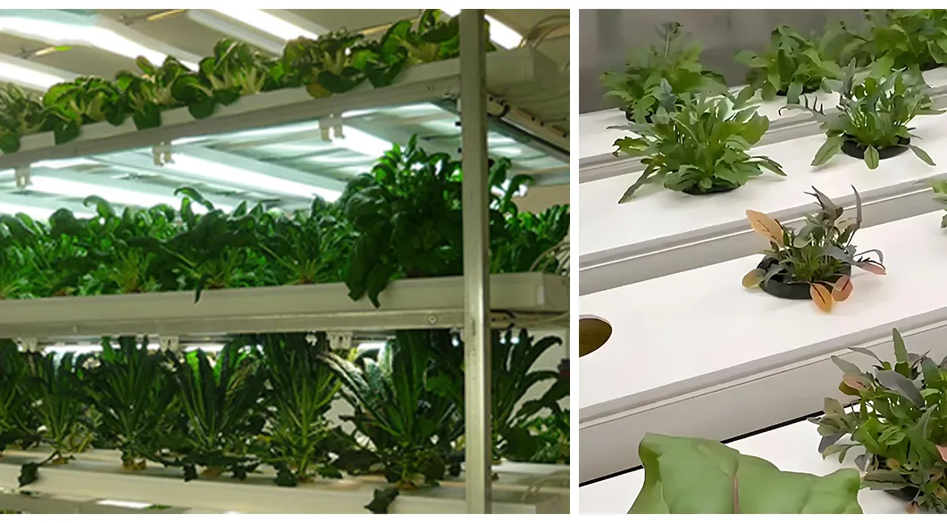 Hydroponic system supports NFT