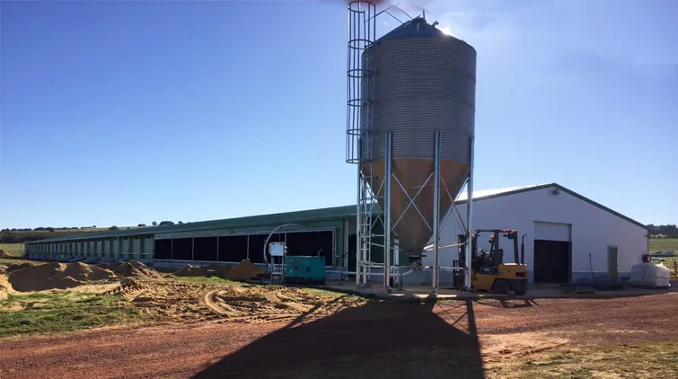 Steel Structure with Fiberglass Sandwich Panel Automatic Chicken Poultry Farm House