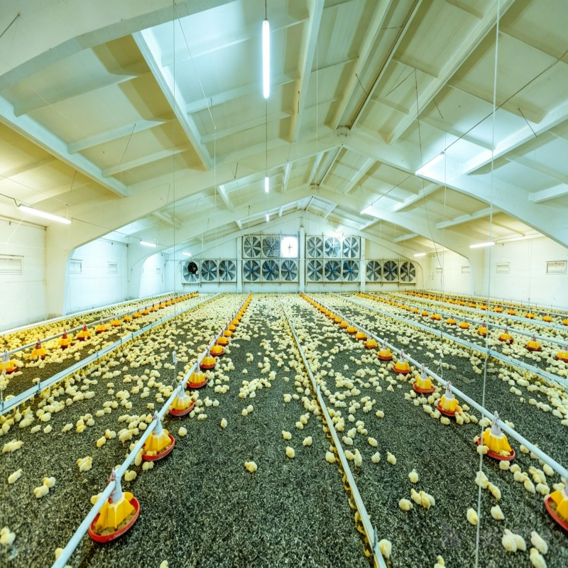 Steel Structure Poultry House Large Scale Anti Corrosion Industrial Chicken Farm Building For 200000 Broilers