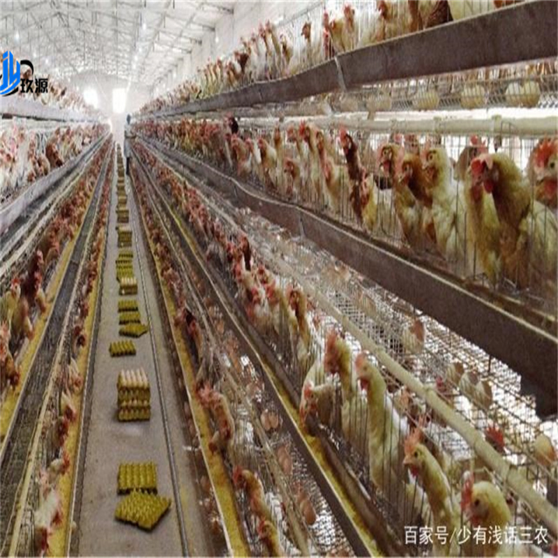 Industrial Chicken Coop Steel Structure Warehouse Building Materials, Broiler Chickens, Egg-Laying Chickens, Poultry Farms