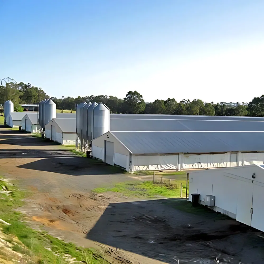 Poultry Prefab Houses Steel Structure Fully Automated Chicken Farming