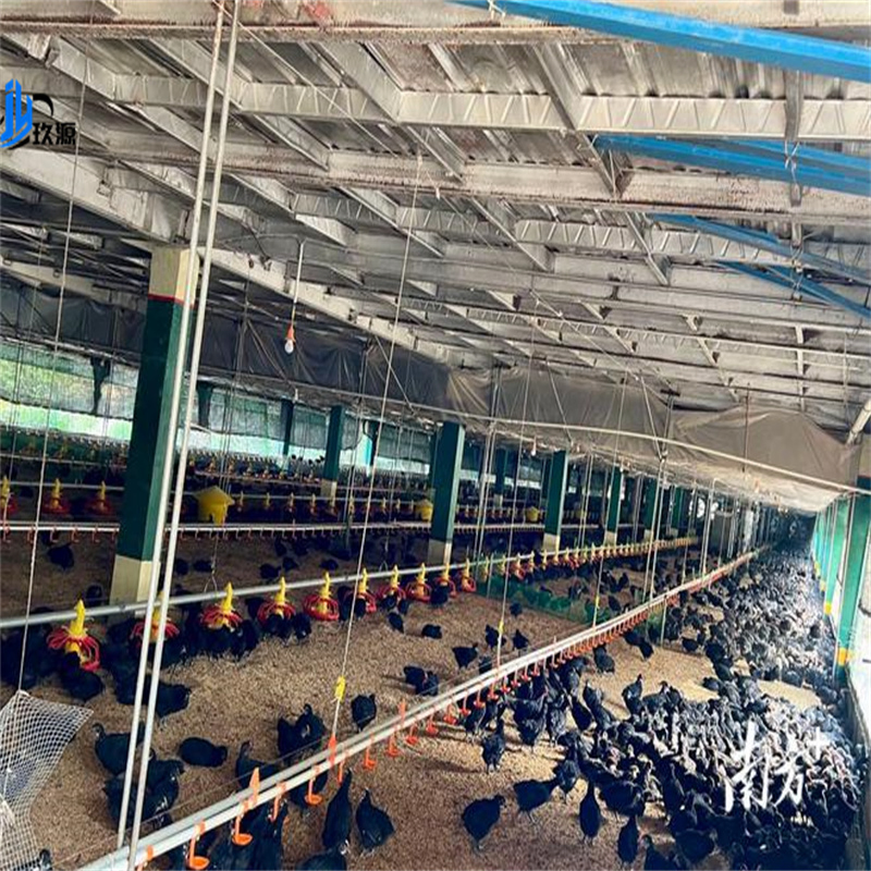 Industrial Chicken Coop Steel Structure Warehouse Building Materials, Broiler Chickens, Egg-Laying Chickens, Poultry Farms