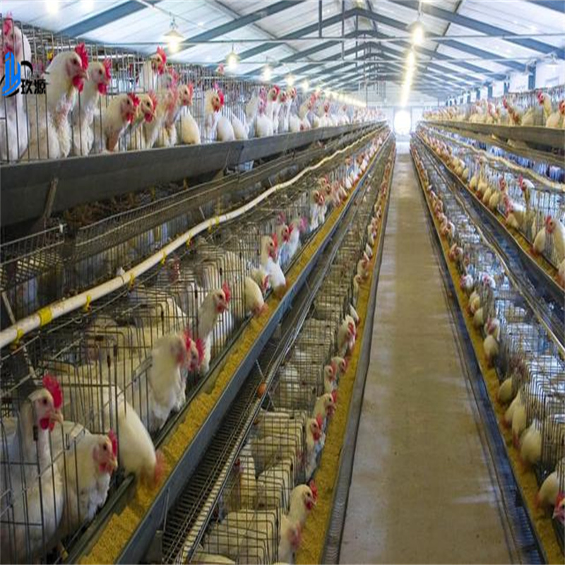 Industrial Chicken Coop Steel Structure Warehouse Building Materials, Broiler Chickens, Egg-Laying Chickens, Poultry Farms