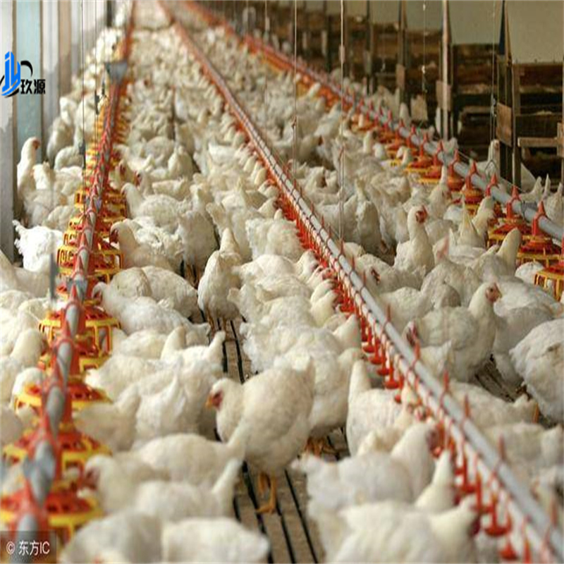 Customized Lightweight Steel Structure Building Materials, Modern Chicken Coop Warehouse, Farm Facilities