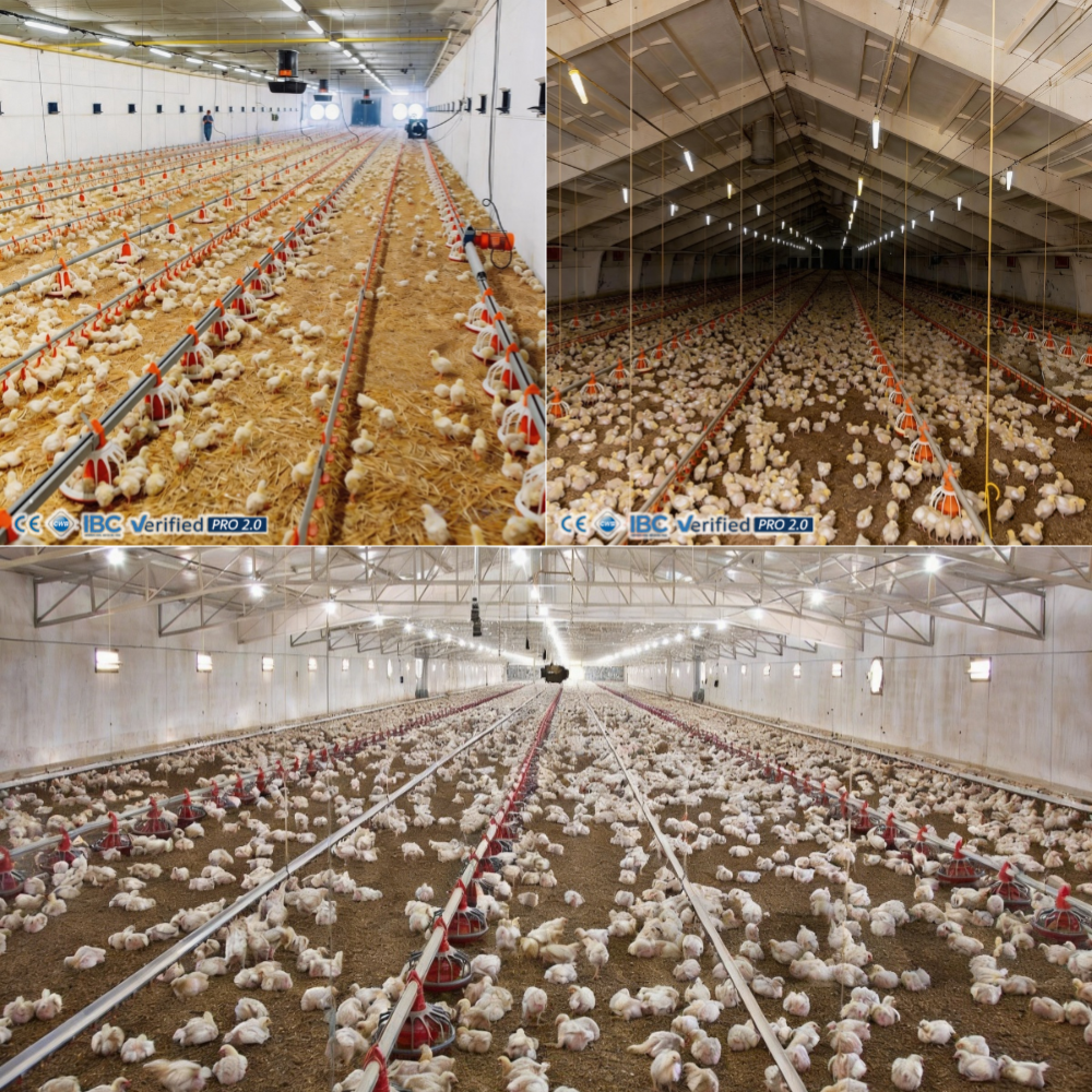Steel Structure Poultry House Large Scale Anti Corrosion Industrial Chicken Farm Building For 200000 Broilers