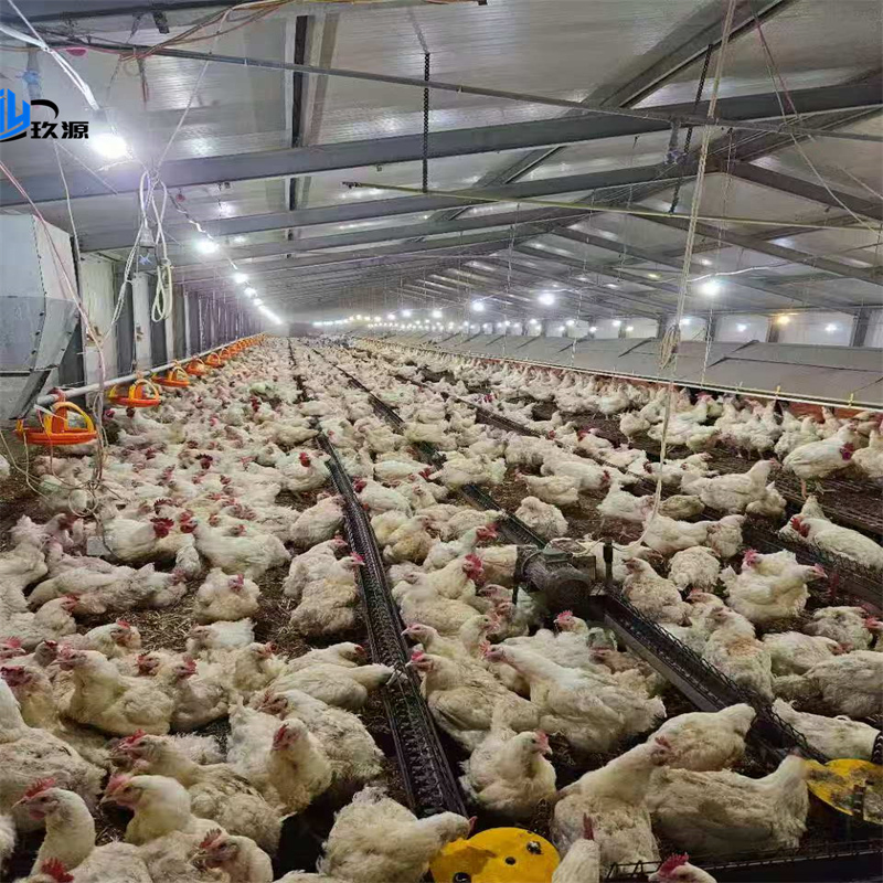 Customized Lightweight Steel Structure Building Materials, Modern Chicken Coop Warehouse, Farm Facilities