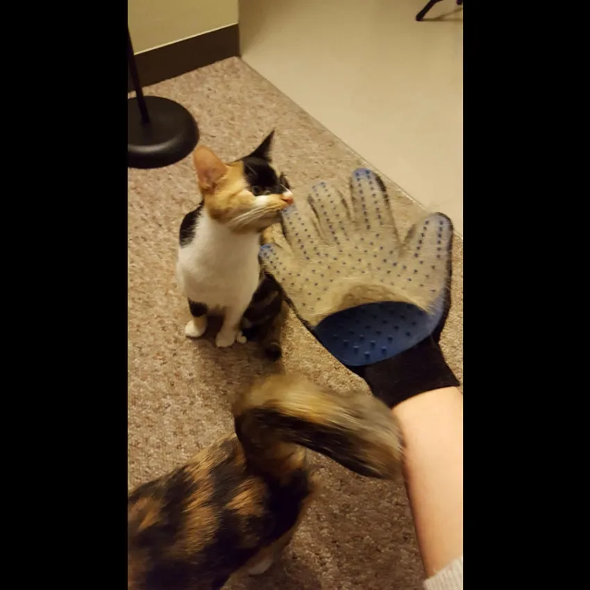 Pet Grooming Glove 3