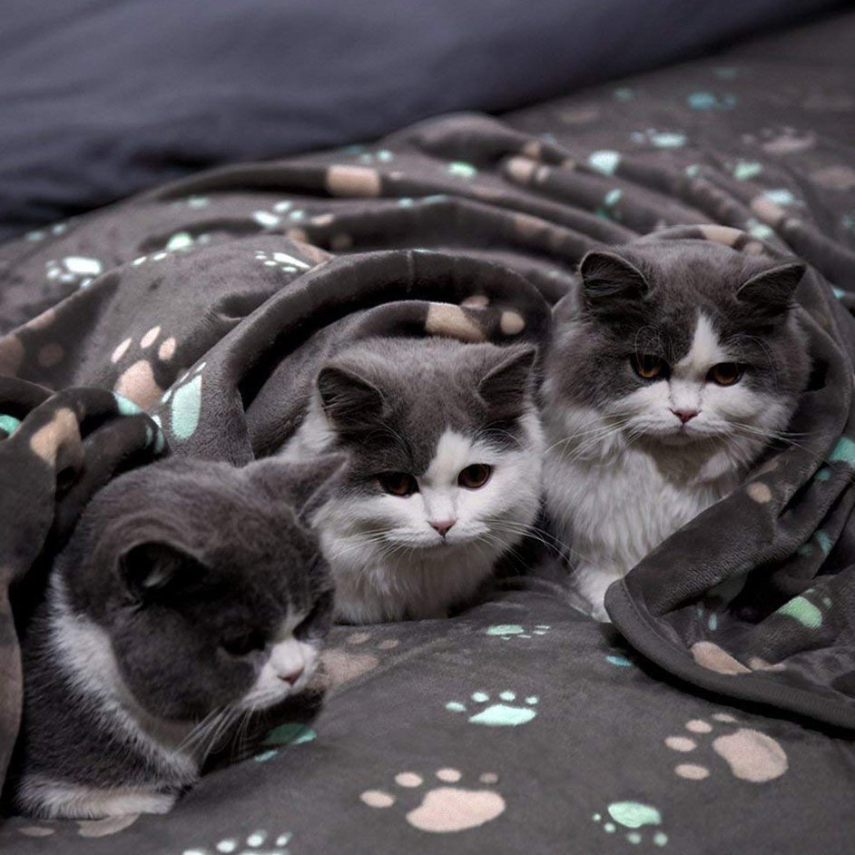 Washable Microplush Fleece Dog Blanket Throw Cozy Warm Soft Pet Blanket