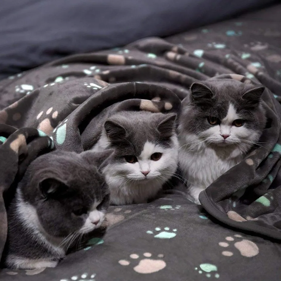 Pet Blanket Detail 1