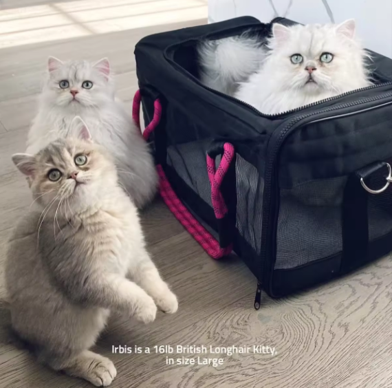 Wholesale Dog Carrier Portable Soft Sided Camo Pet Travel Carrier