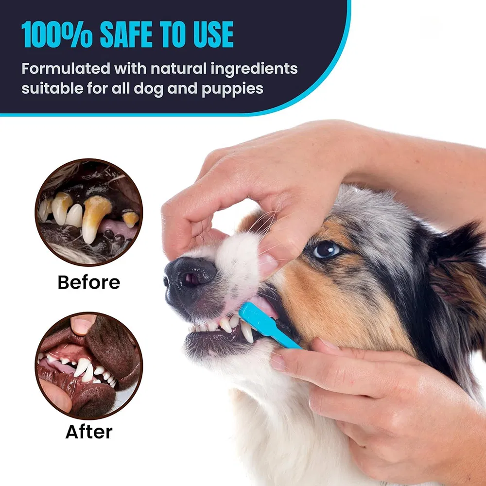 Pet Cleaning Detail 6