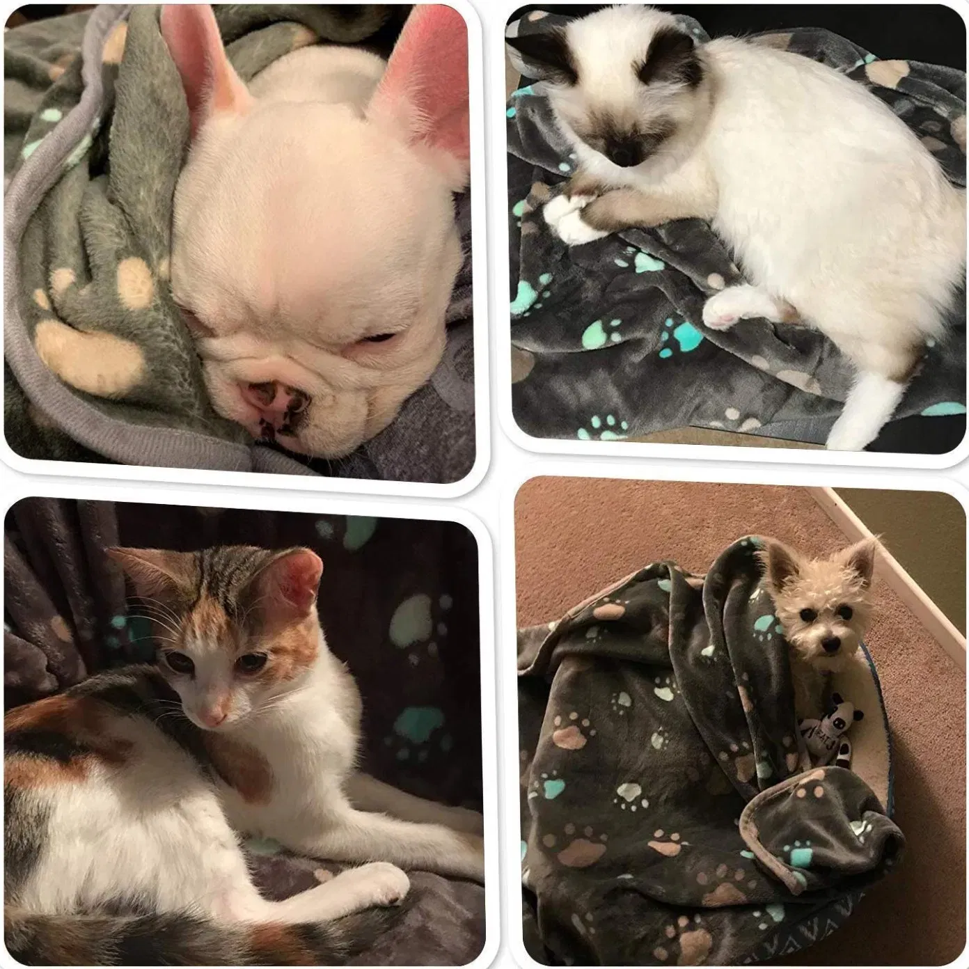 Pet Blanket Detail 2