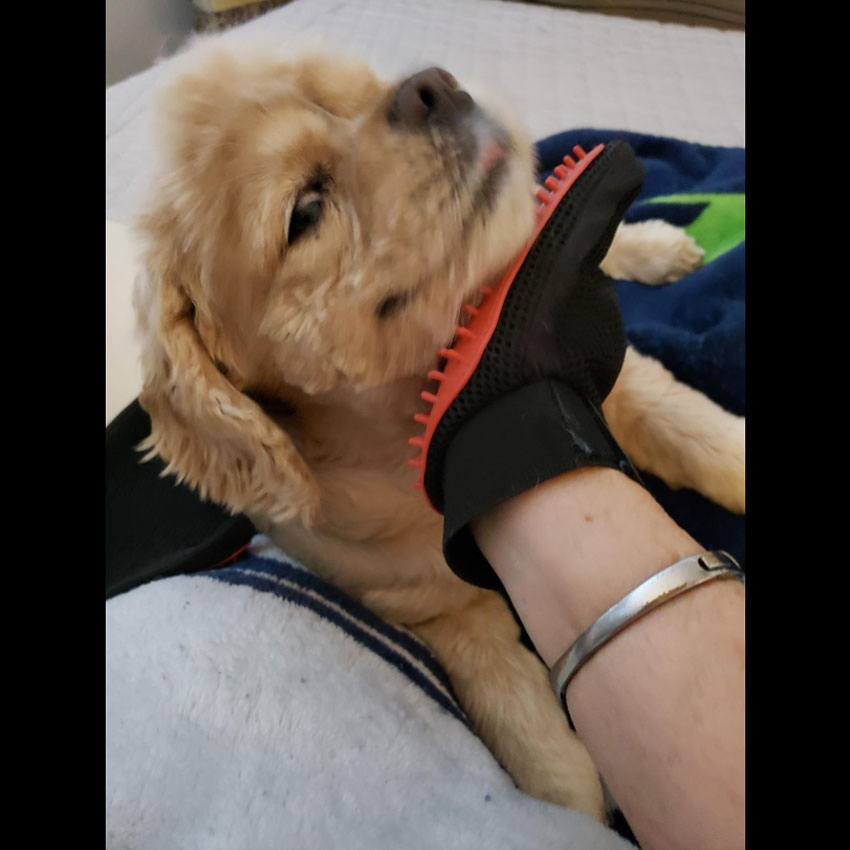 Gentle Deshedding Brush Glove Pet Grooming Glove