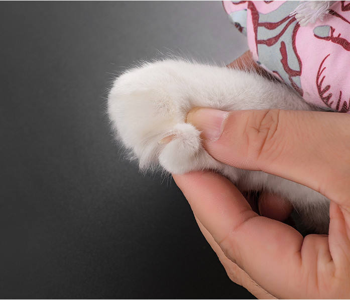 Wholesale Cat and Dognail Trimmer Pet Nail Clipper with LED Liqht