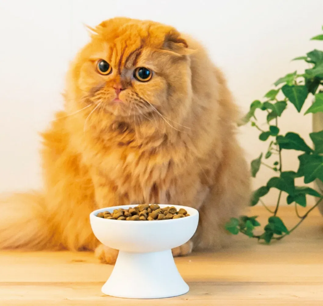 Ceramic Pet Bowl View 2